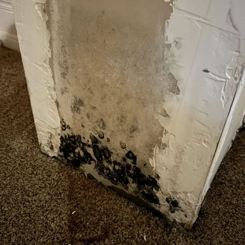 Professional Mold Removal in Hale County, AL